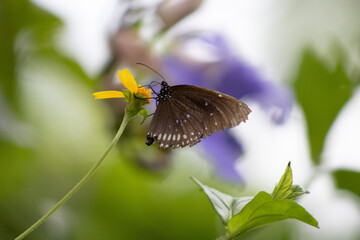 Fototapeta premium Butterfly on flower