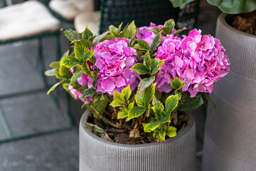 Artificial pink hydrangea flowers in a pot with live plant leaves in a white planter decorate the entrance to a flower shop or restaurant as part of the street decor.