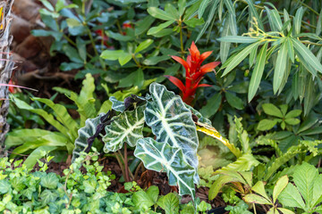 Alocasia sanderiana and Guzmania lingulata in a green garden among ivy and oleander bushes in a...