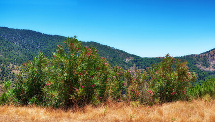 Nature, landscape and plants in mountain in Spain for environment, travel and scenic destination. Natural background, wallpaper and trees, field and cliff in countryside, outdoors and terrain