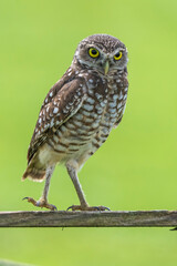 owl on a branch