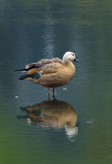 Ruddy goose in the dark morning, ruddy goose on a cloudy day,  goose in the dark lake, dramatic dark atmosphere at the lake