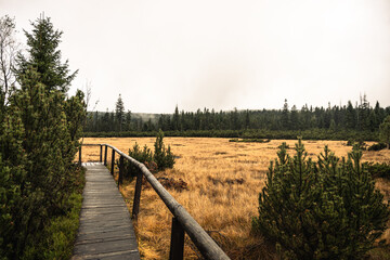 Walk along a wooden path that winds through the serene Jizerka peat bog, surrounded by vibrant...