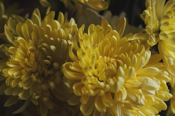 Yellow and White Flowers