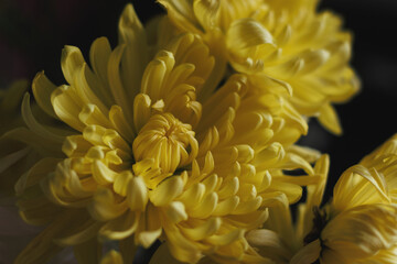 Yellow and White Flowers