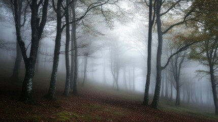 Obraz premium Misty Forest with Tall Trees and Fallen Leaves