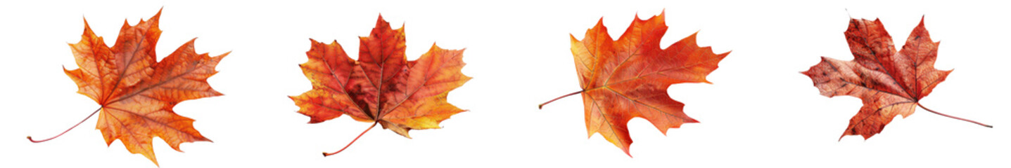 Fototapeta premium A maple leaf isolated on a white background.