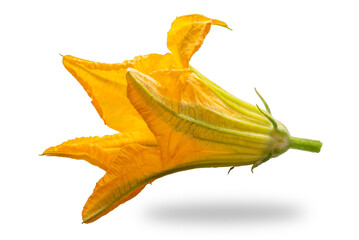 Fototapeta premium Squash flower isolated