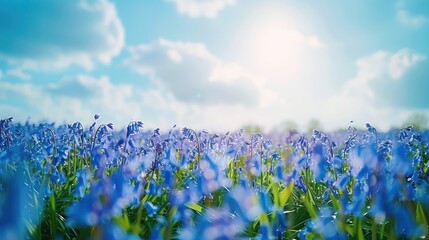 A serene fields of bluebells