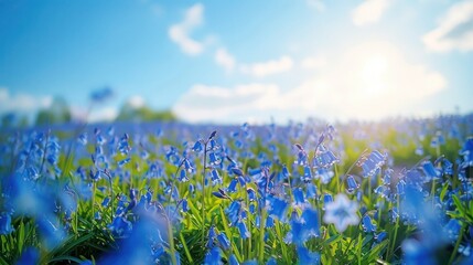 A bluebells fields
