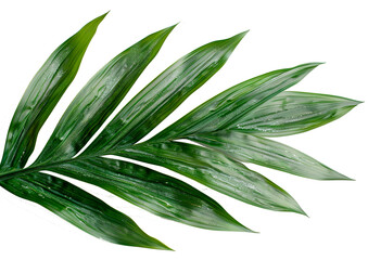 Obraz premium leaves isolated on white, Palm leaf on transparent background