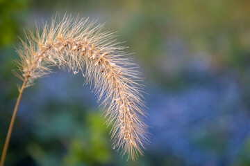 Grass end against a dark background. Beautiful gentle bar on green background