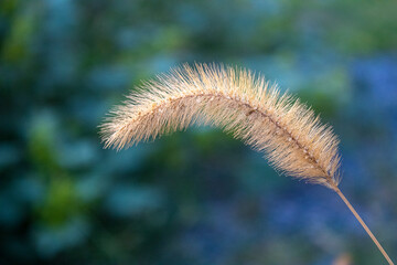 Obraz premium Grass end against a dark background. Beautiful gentle bar on green background