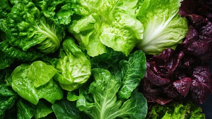 Fototapeta premium A Colorful Assortment of Fresh Lettuce Leaves