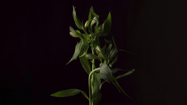 Alstroemerias flowers blooming, white flowers blooming. 4k video of flower Timelapse.