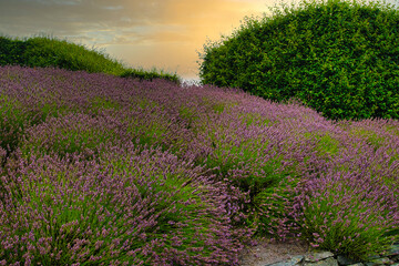 Blooming Lavender Field at Sunset at Eden Project in Cornwall, UK