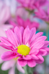 Vertical image of a vibrant, pink chrysanthemum bloom.