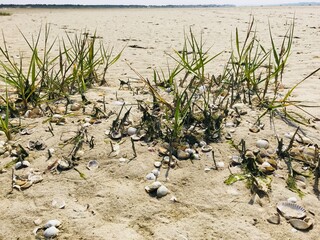 Listki zostery między muszelkami na francuskiej plaży w Le Crotoy © ucja