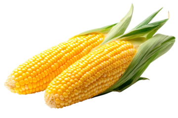 Fresh corn on the cob with vibrant yellow kernels.