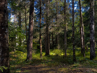 Obraz premium forest of fir trees with sunlight shining through