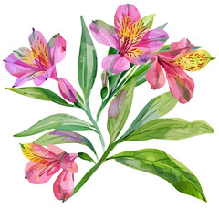 Watercolor drawing of alstroemeria (lily of the incas), isolated on a white background, and alstroemeria vector