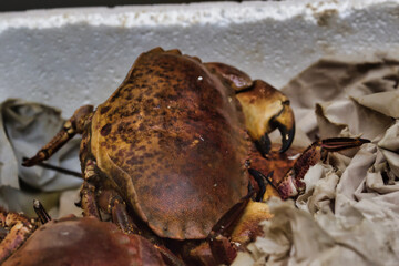 Close-Up of a Brown Crab in Container