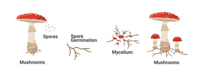 The life cycle of a fungus from spore to mature fungus on a white background © Artoniumw