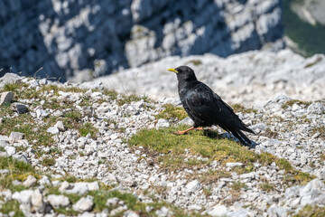 An alpine chough walks on rocky ground in a mountainous region, surrounded by rugged terrain and greenery, showcasing its vibrant yellow bill and black feathers under clear skies.