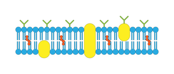 Cell membrane, Plasma Membrane, cytoplasmic membrane, plasmalemma