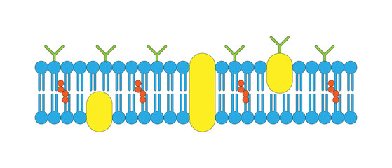 Cell membrane, Plasma Membrane, cytoplasmic membrane, plasmalemma