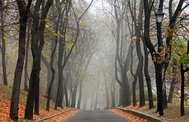 Foggy fall landscape. Late autumn. Empty alley, leading into the distance. An old city park,...