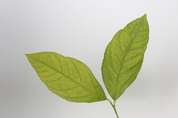 green lemon leaf isolated on white
