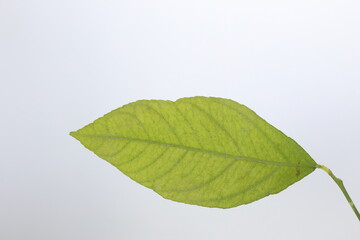 Fototapeta premium green lemon leaf isolated on white