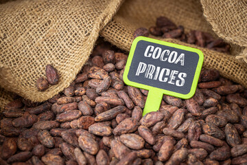 Natural cocoa beans from an organic plantation and a sign saying COCOA PRICES. Business concept. High costs of cocoa cultivation and rising prices of products such as chocolate