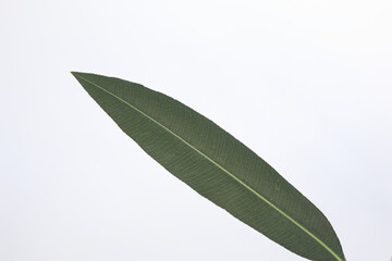 close up of leaf of oleander isolated on white