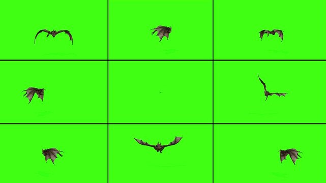 3D nine rendered in one video Bat flying animation on the green screen background, black many bats fly on the chroma key rendering 4k