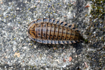 Larva of Obscure Carrion Beetle (Silpha obscura).
