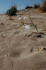 Obraz premium Pancratium