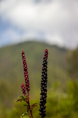 Two unique, dark-colored berries stand tall against the backdrop of a mountain and a cloudy sky. They are close to the camera, showcasing the detail and uniqueness of each berry