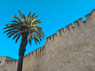 view of a palm tree and the old wall of Bab Al Okla in the city of Tetouan in Morocco