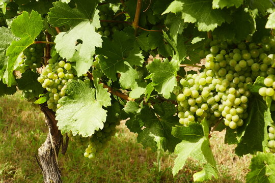 Gruner (Green) Veltliner grapes in Lower Austria. Wagram wine region. It is by far the most important white wine grape variety in Austria.