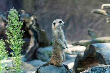 The meerkat stands and looks away.