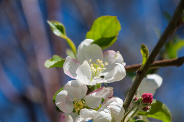 Probably a Malus Domestica flower. The flowers of apple trees have a rather magical aroma and scent.