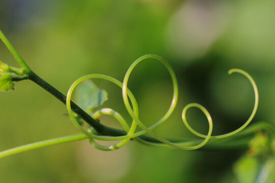 Green tendrils elegantly twisting and curling around a stem, showcasing nature's intricate details.