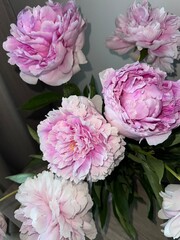 Obraz premium pink carnation flowers