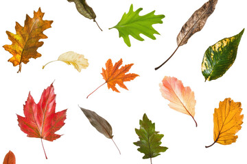 Colorful autumn leaves fall