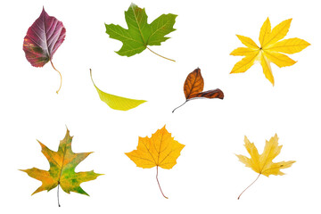 Fototapeta premium Assortment of fall leaves
