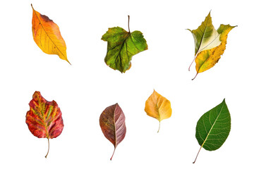 Obraz premium Colorful autumn leaves fall.