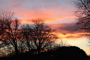 sunset in the forest