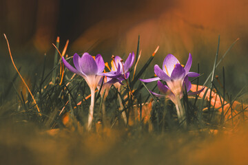 Krokusy w zbliżeniu 